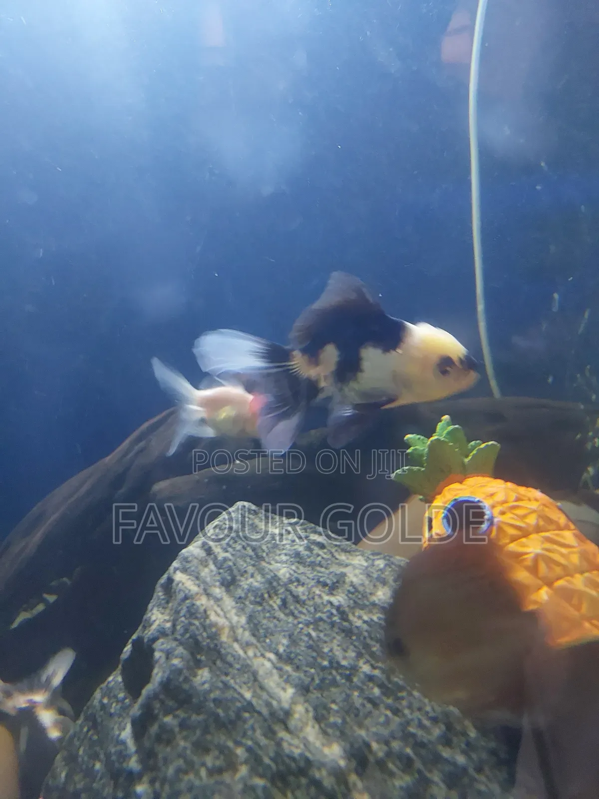 Golden Fish