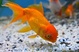 Gold Fish Interior