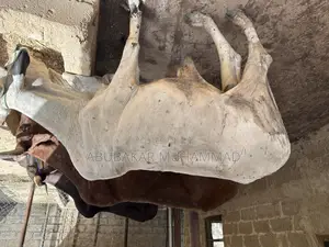 Photo - Healthy Cows for Sale