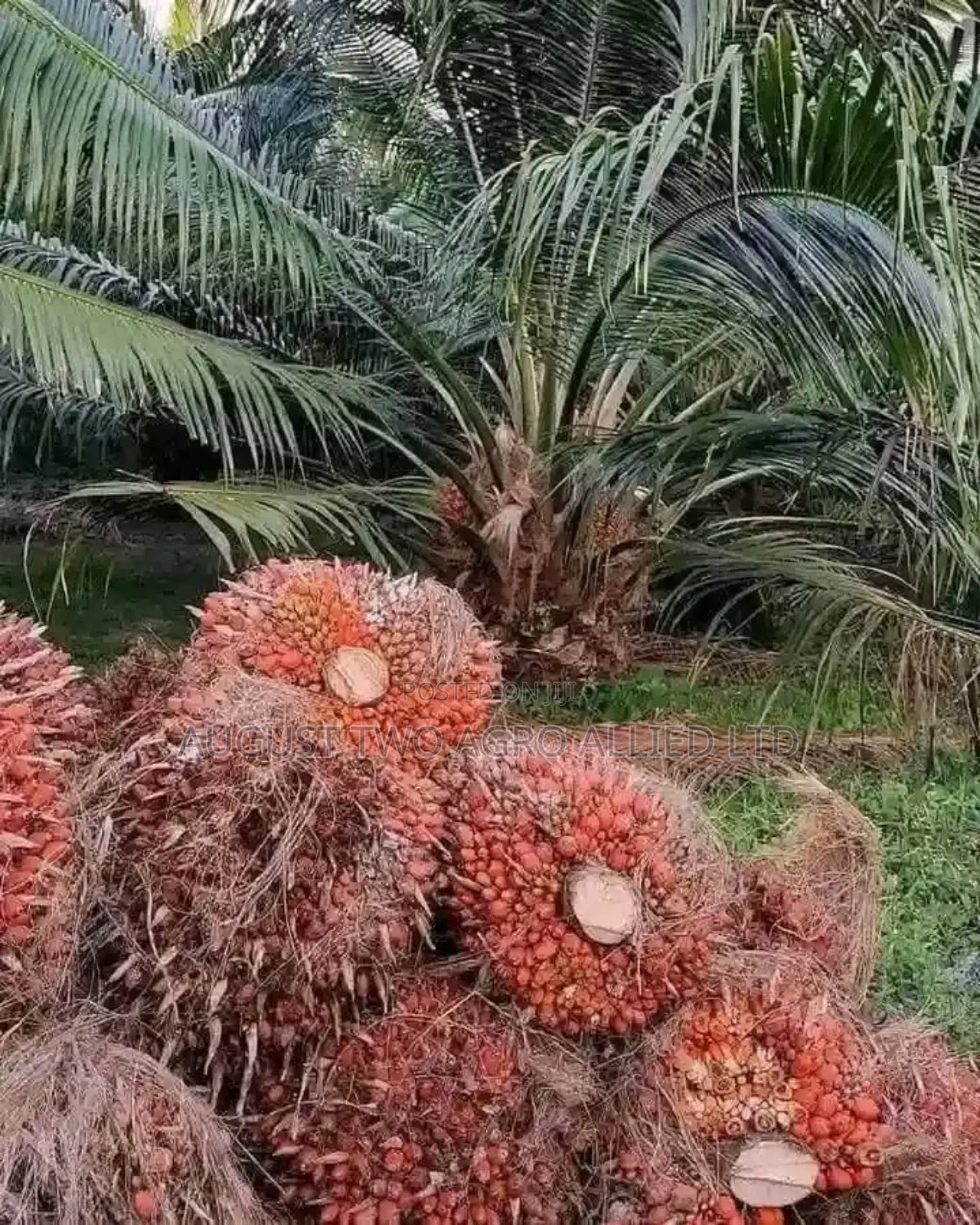Hybrid Dwarf Tenera Oil Palm