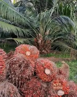 Hybrid Dwarf Tenera Oil Palm