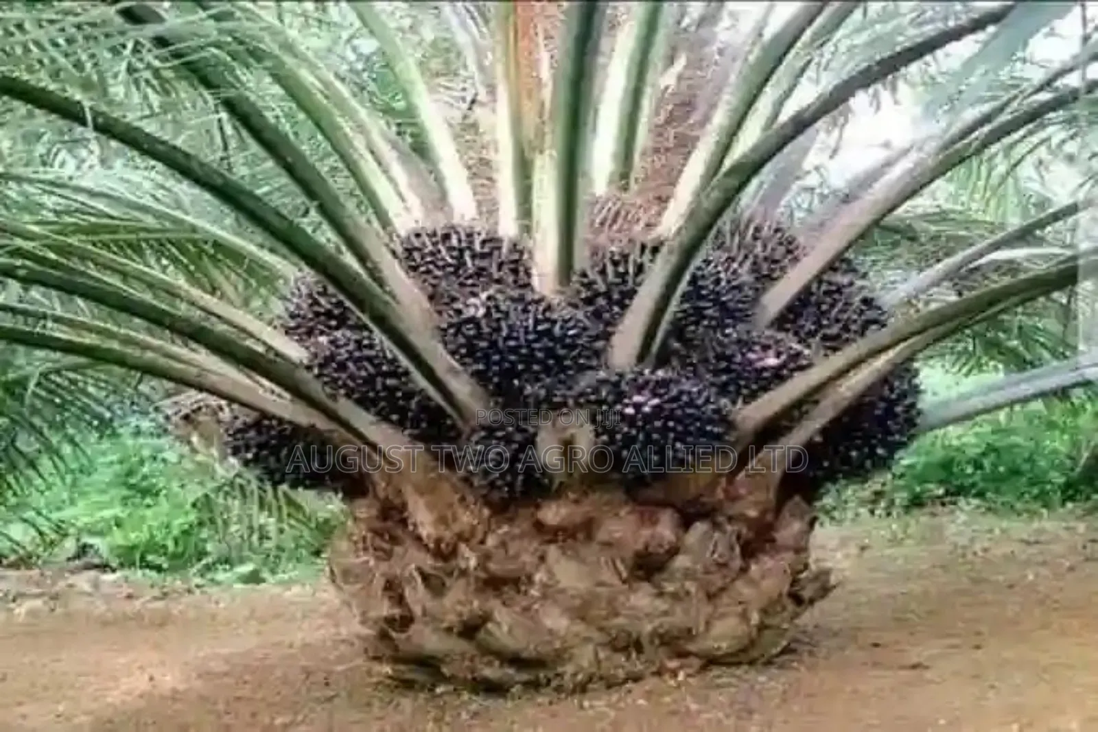 Supergene Malaysia Palm Oil Trees