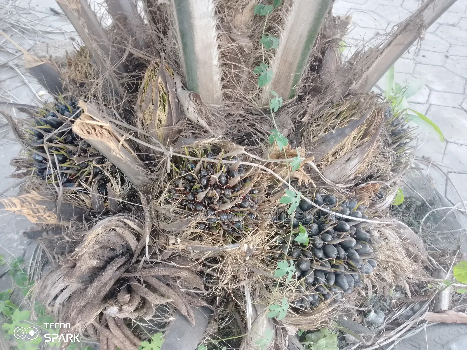 Supergene Malaysia Palm Oil Trees