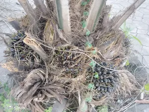 Supergene Malaysia Palm Oil Trees