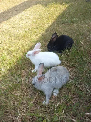 Rabbits for Sale