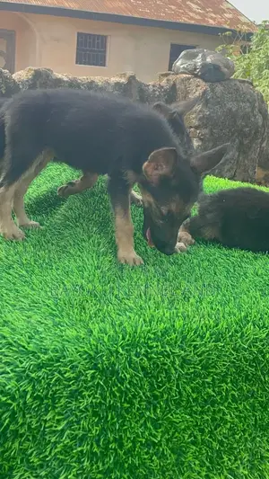 1-3 months Female Purebred German Shepherd