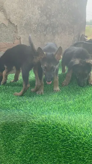 1-3 months Female Purebred German Shepherd