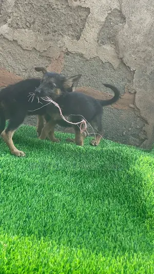 1-3 months Female Purebred German Shepherd