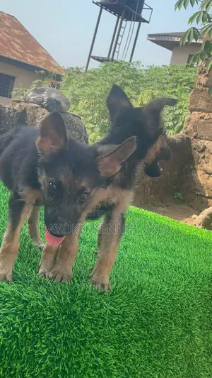 1-3 months Female Purebred German Shepherd