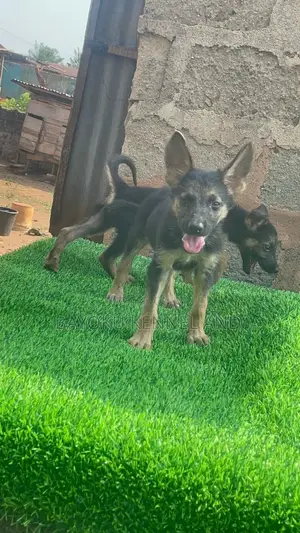 1-3 months Female Purebred German Shepherd