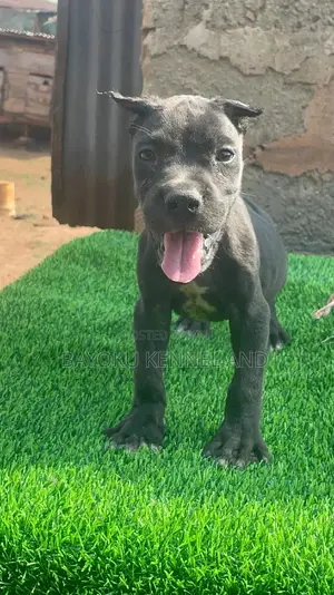 1-3 months Male Purebred Cane Corso