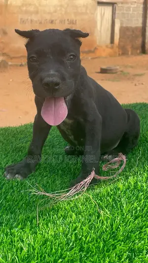 1-3 months Male Purebred Cane Corso