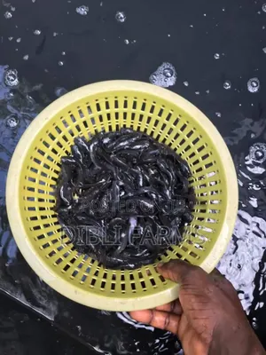 Fingerlings, Juvenile, Jumbo