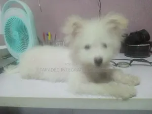 Photo - 3-6 months Female Mixed Breed Maltese