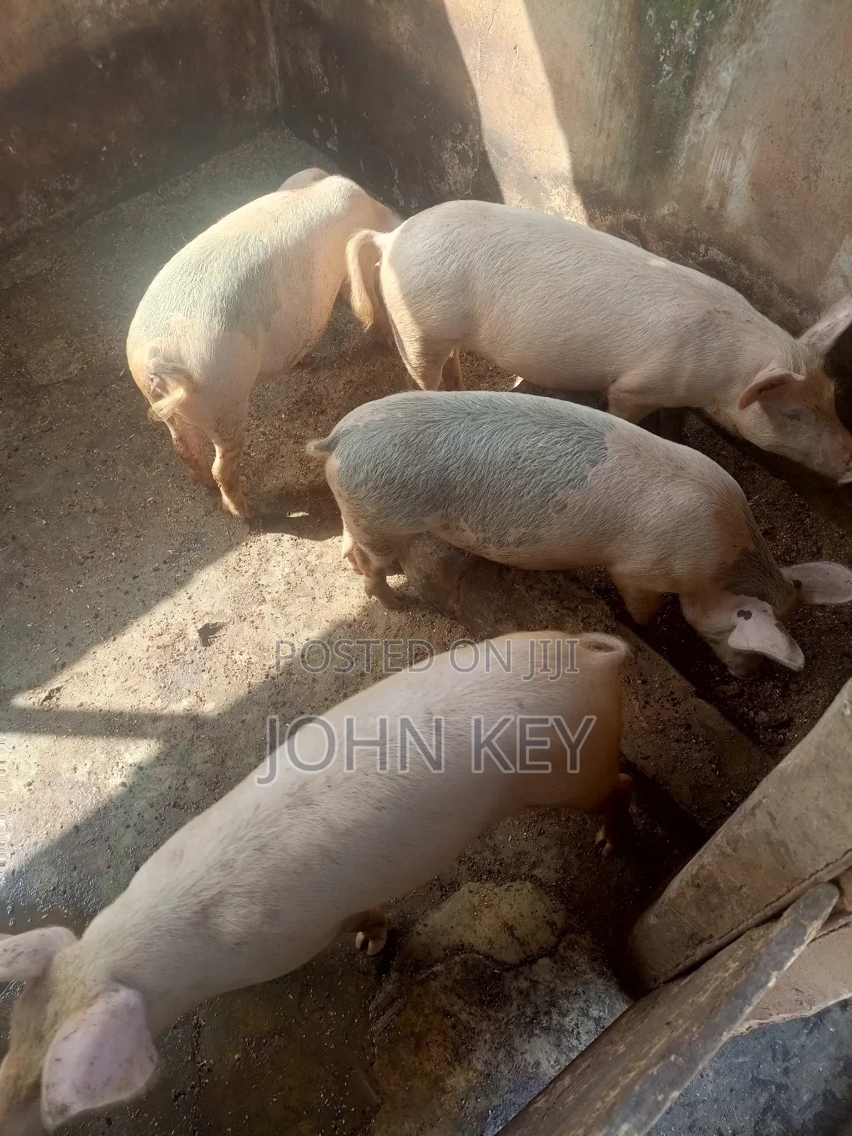 Pigs Available for Sales Pigs are stout-bodied, short-legged, omnivorous mammals