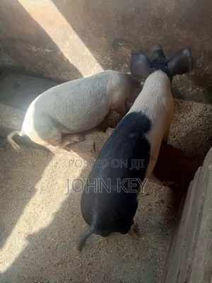 Pigs Available for Sales