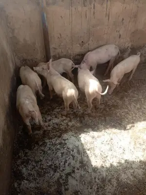 Pigs Available Different Size