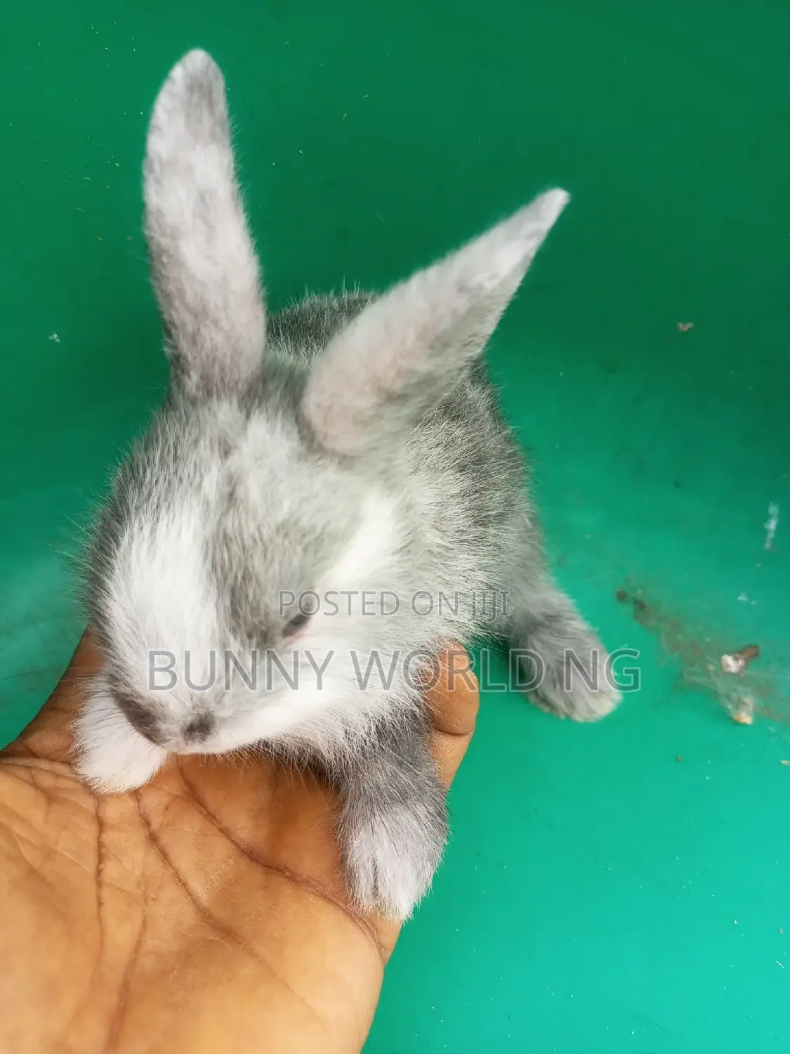 Foreign Magpie Harlequin Rabbit