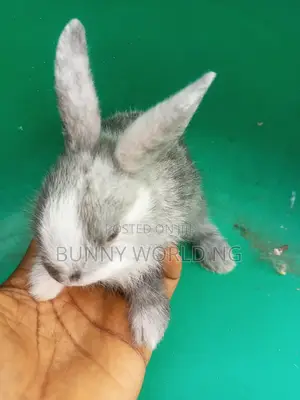 Foreign Magpie Harlequin Rabbit
