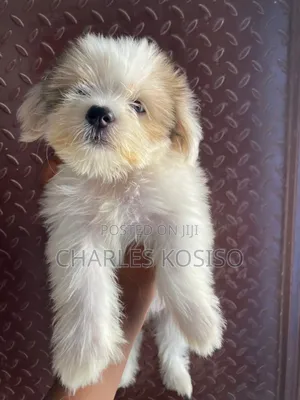 3-6 months Female Purebred Lhasa Apso
