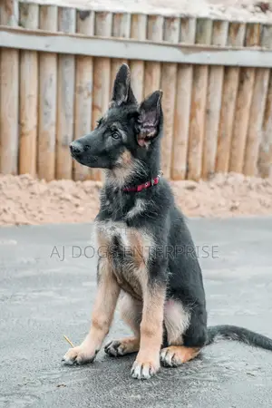 1-3 months Female Purebred German Shepherd
