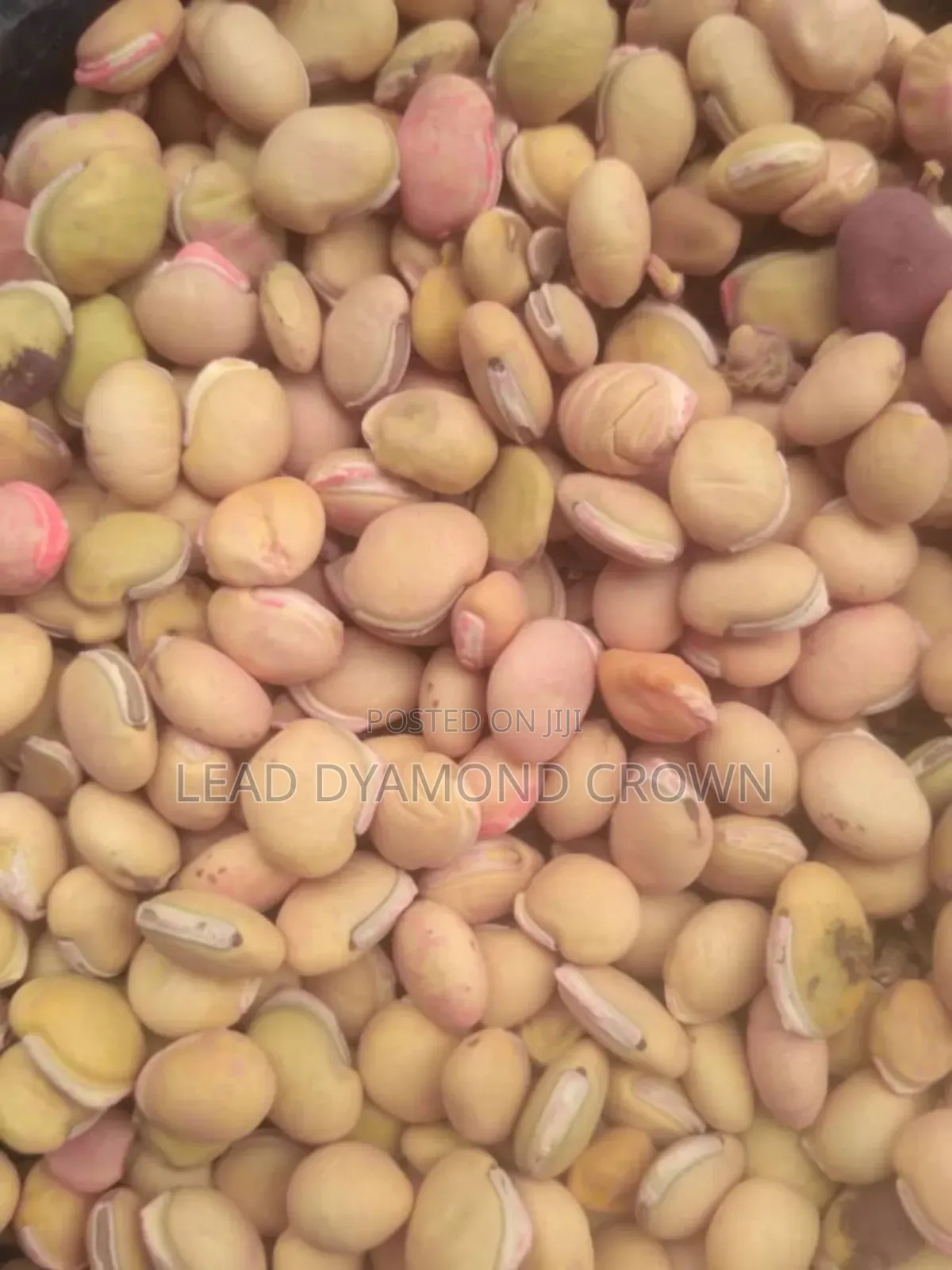 Lablab (Legumes Seeds)