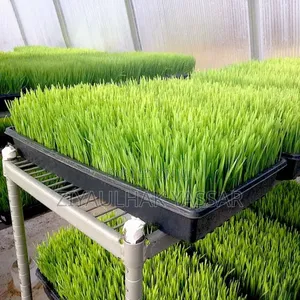 Fodder Trays/Seedling Trays