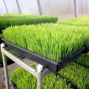 Fodder Trays/Seedling Trays