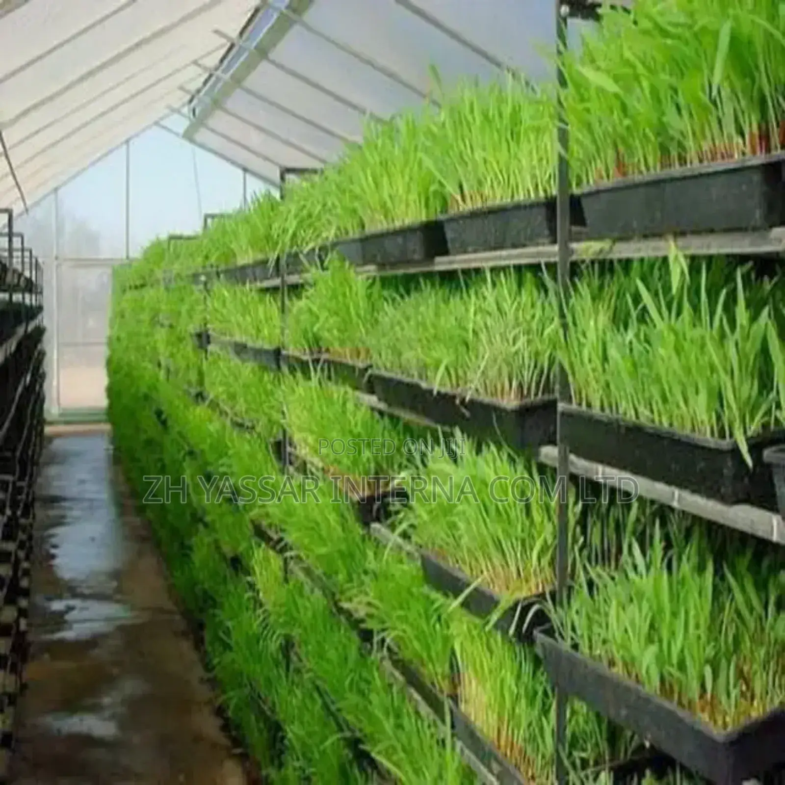 Fodder Trays/Seedling Trays