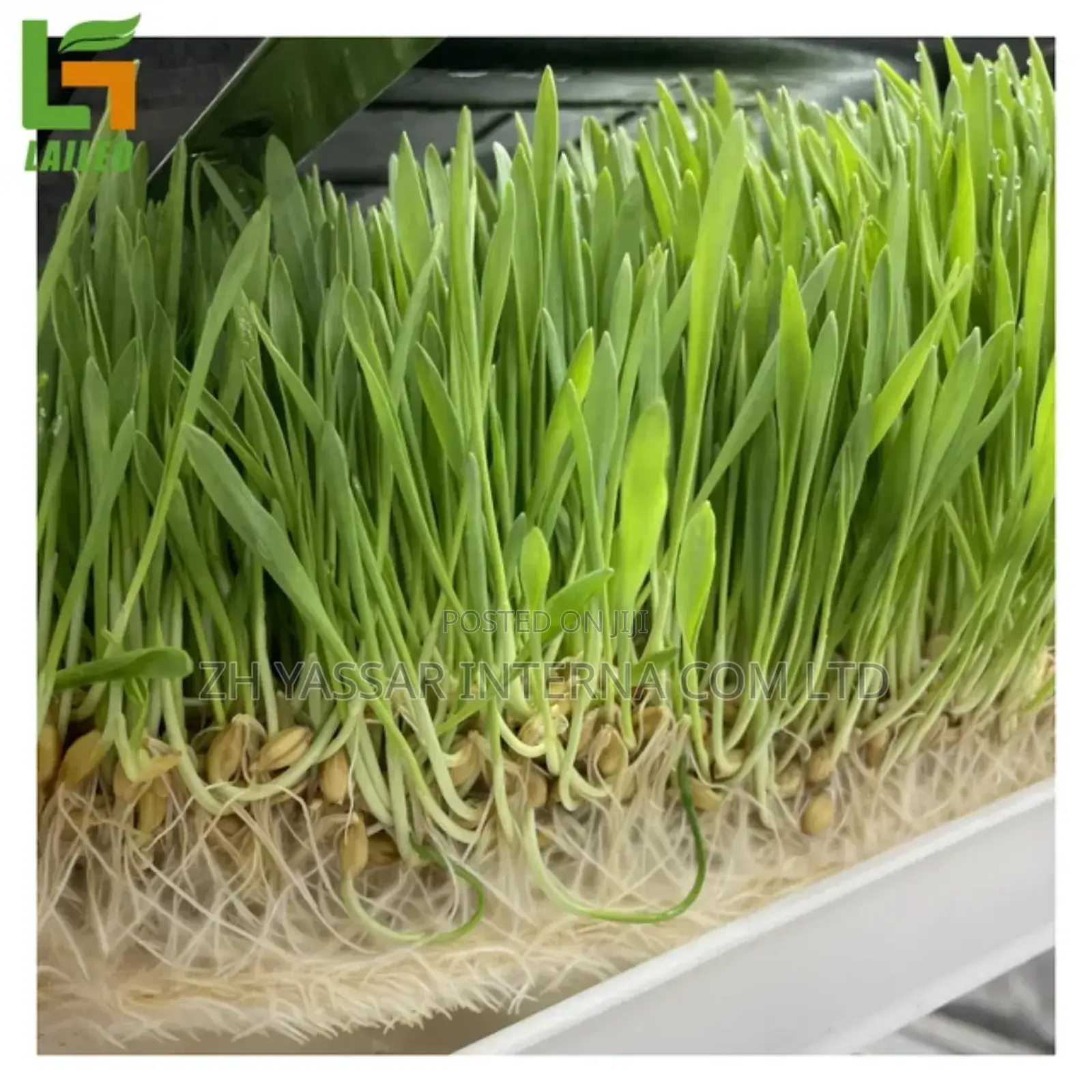 Fodder Trays/Seedling Trays