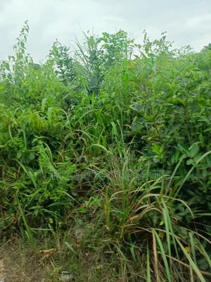 Photo - Acres of Land at Iweke Ilaro Road
