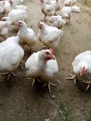 Broiler Chicken