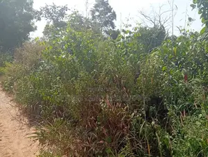 4000 Acres of Land for Sale Comes With Red Copy Survey