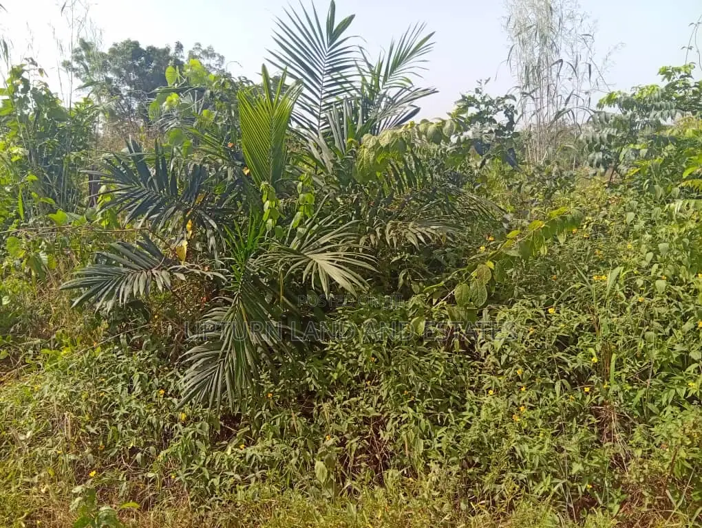 4000 Acres of Land for Sale Comes With Red Copy Survey