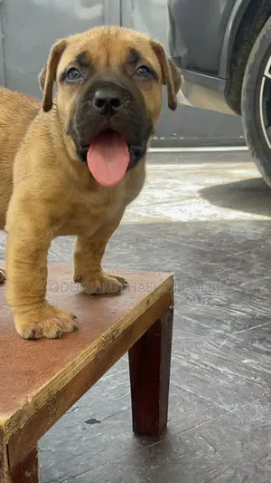 1-3 months Male Purebred Boerboel