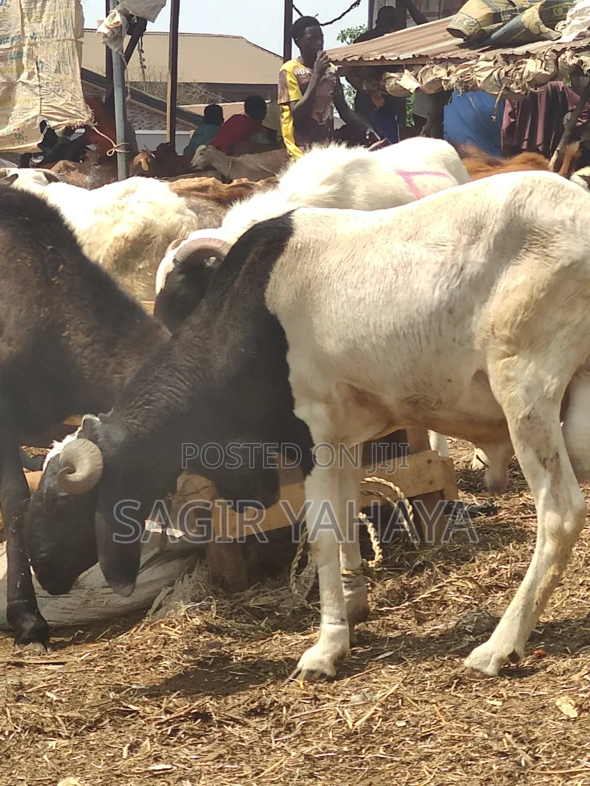 Healthy Ram Kuru