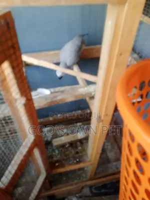 Parrot Training!