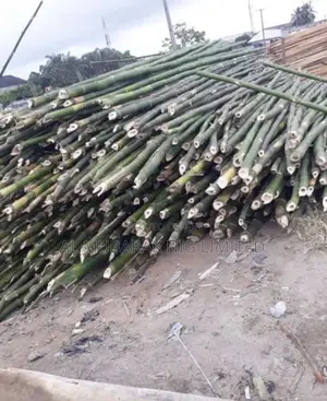 Bamboo for Sale