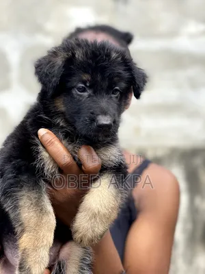 1-3 months Female Purebred German Shepherd