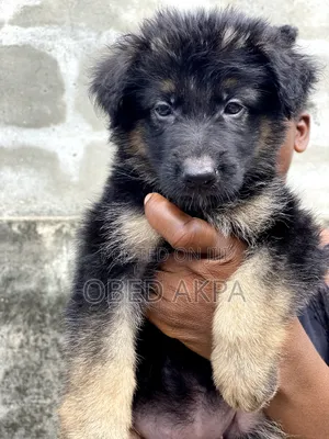 1-3 months Female Purebred German Shepherd