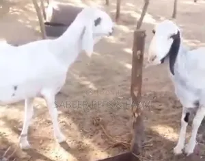 Photo - Pure Breed Balami Sheeps for Sale