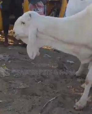 Photo - Pure Breed Balami Sheeps for Sale