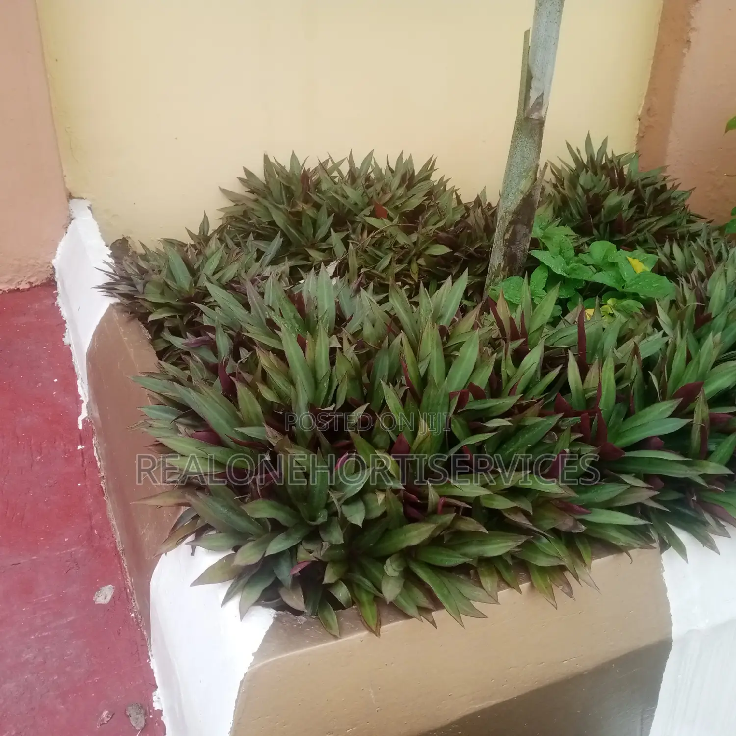 Expert Horticultural Services for a Greener Environment