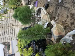 Thuja (Christmas Tree) for Sell(Free Planting)