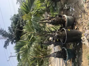 Big Bottle Palm for Sell