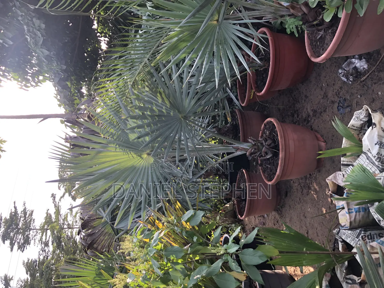 Silver Palm for Sell (Free Planting)