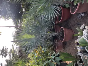 Silver Palm for Sell (Free Planting)