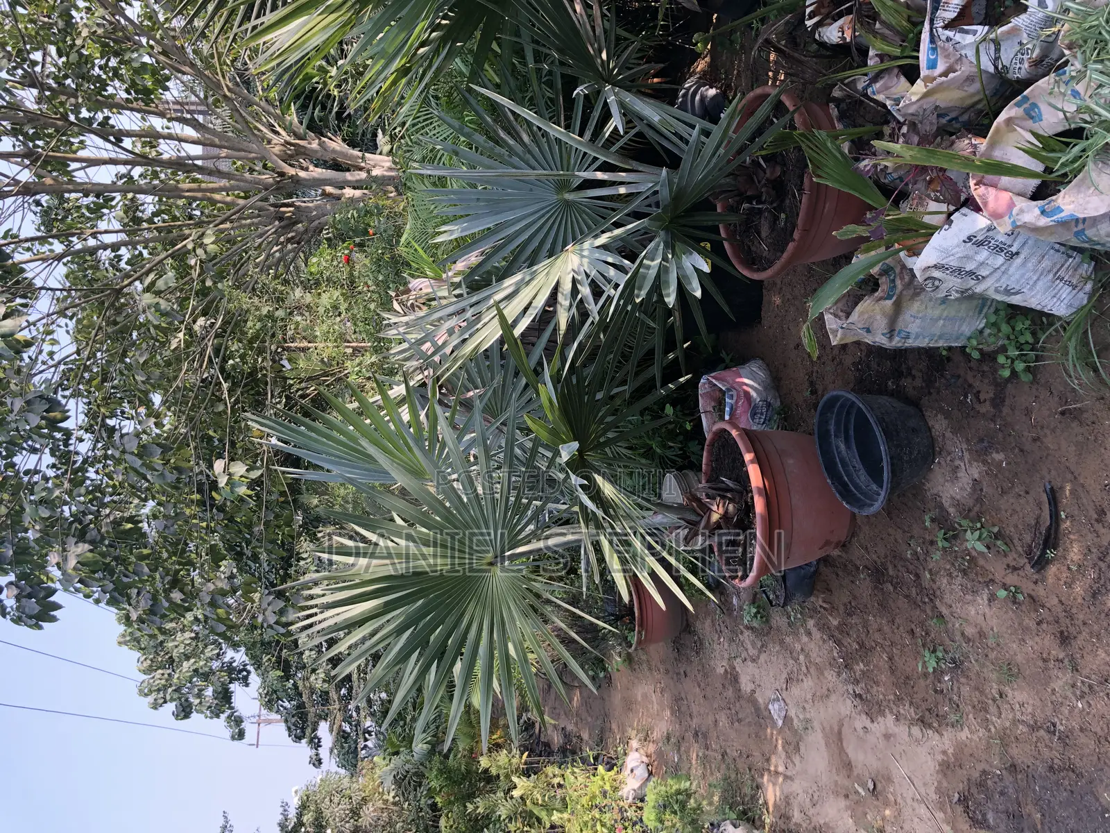 Silver Palm for Sell (Free Planting)