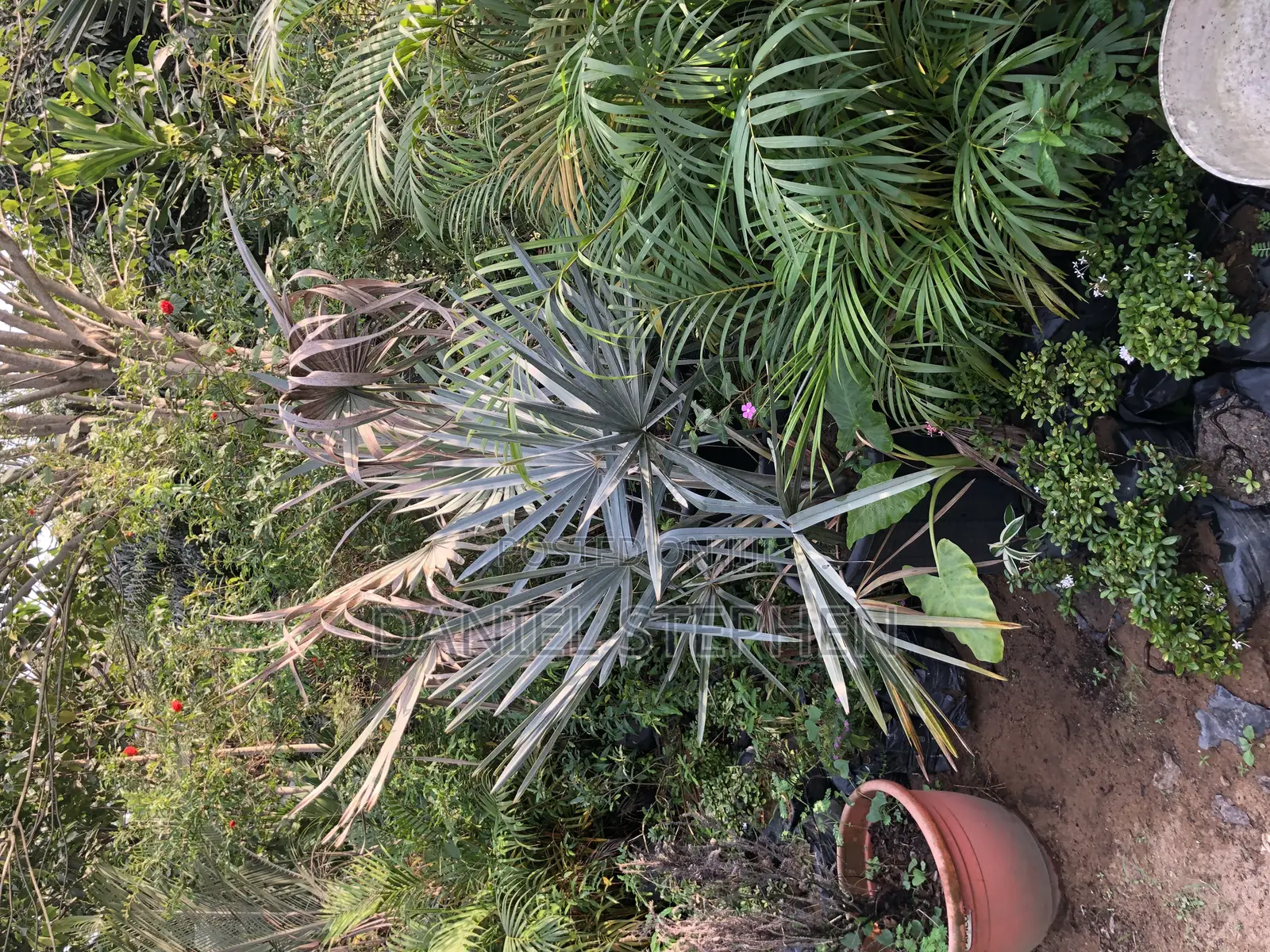 Silver Palm for Sell (Free Planting)