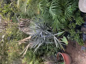 Silver Palm for Sell (Free Planting)